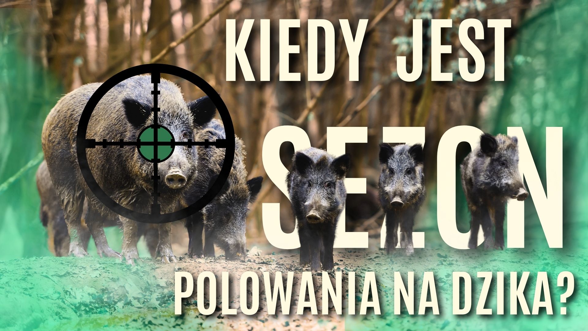  Kiedy jest sezon polowania na dziki?