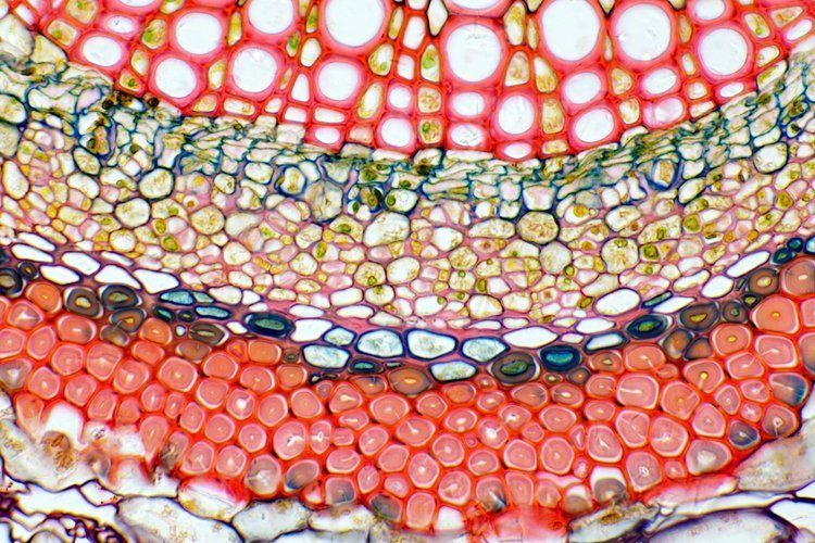 Mikroskop Nexcope NE620