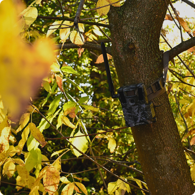 Fotopułapka HIKMICRO M15 GSM 4G LTE – Kamera Leśna z Aplikacją HIKMICRO Sight (Chmura, Full HD, IR 940nm)