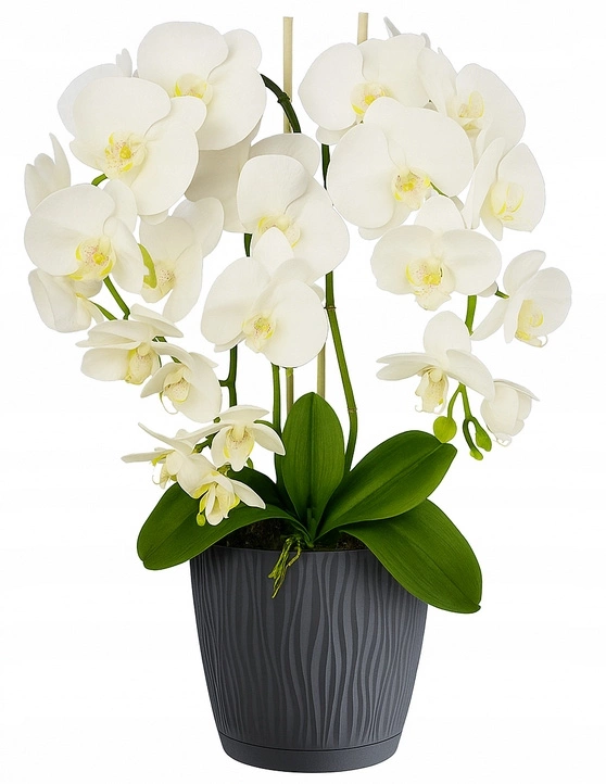 mini kamera ukryta w doniczce kwiatek storczyk