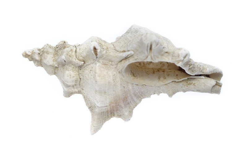 Mikroskop stereoskopowy Delta Optical Discovery 50