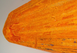 Mikroskop stereoskopowy Delta Optical Discovery 50