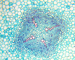 Mikroskop Delta Optical BioLight 100 ZESTAW STARTOWY 