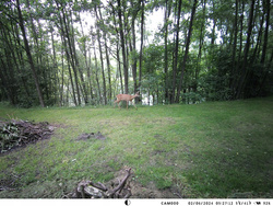 Fotopułapka z podglądem na żywo 4K 4G LTE Aplikacja HC-950Pro AKU 