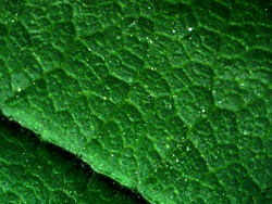 Mikroskop dla dzieci stereoskopowy Delta Optical StereoLight