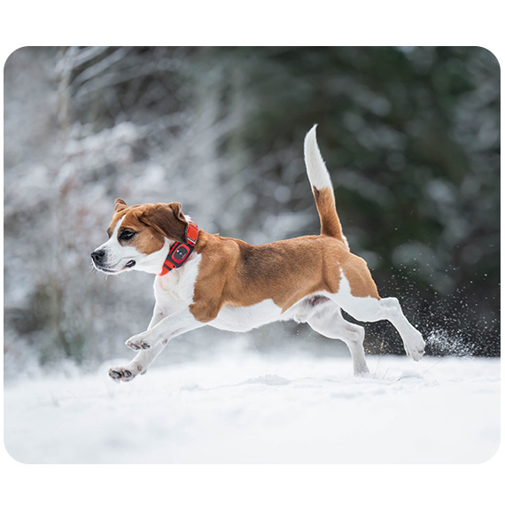 Lokalizator GPS MiniFinder Rex dla Psa Myśliwskiego 100h Pracy IP67