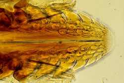 Mikroskop Nexcope NE620