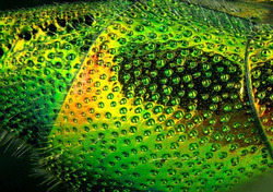 Mikroskop stereoskopowy Delta Optical Discovery 50