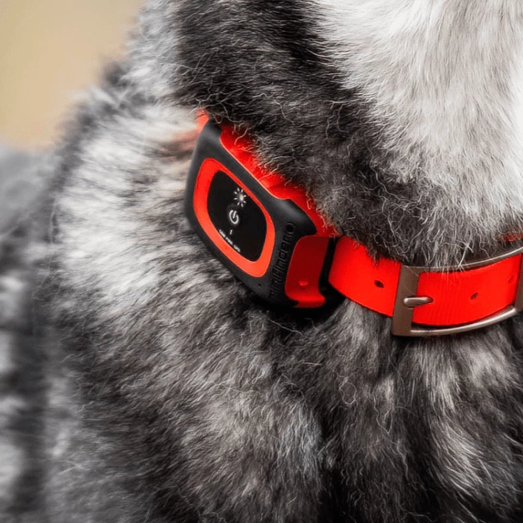 Lokalizator GPS MiniFinder Rex z obrożą