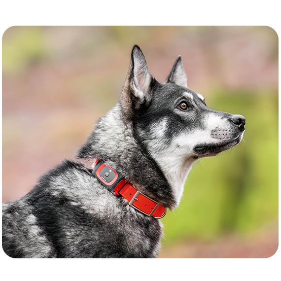 Lokalizator GPS MiniFinder Rex dla Psa Myśliwskiego 100h Pracy IP67