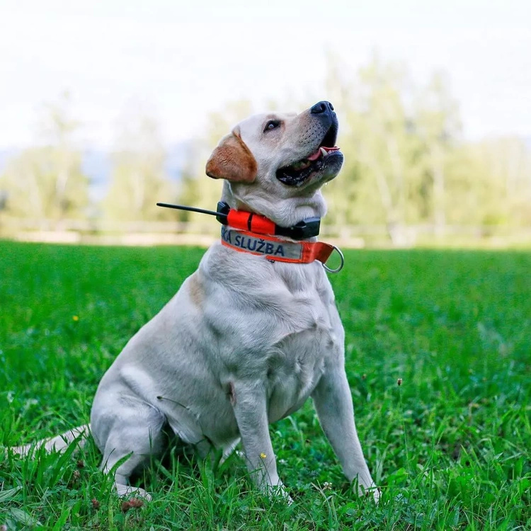Lokalizator DOGTRACE DOG GPS X25