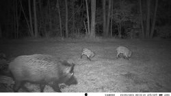 Zestaw Fotopułapka z podglądem na żywo HC-950Pro AKU + Preparat do wabienia dzików