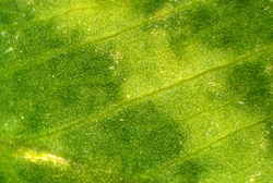 Mikroskop stereoskopowy Delta Optical Discovery 20