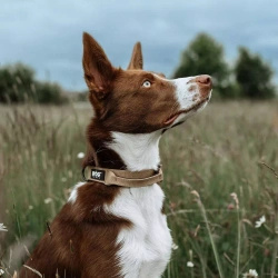 Taktyczna obroża dla psa z uchwytem Dogtrace K9 – rozmiar L