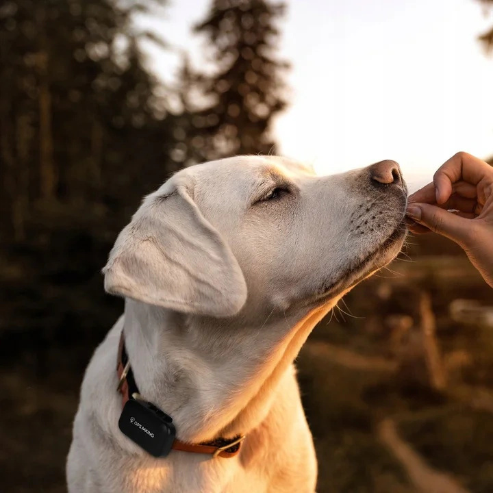 Lokalizator GPS MK059 4G LTE dla Psa i Kota Wodoodporny IP67 Dźwięk + LED