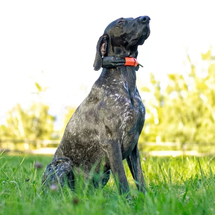 Lokalizator DOGTRACE DOG GPS X30B Short