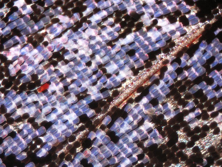 Mikroskop stereoskopowy Delta Optical Discovery 50