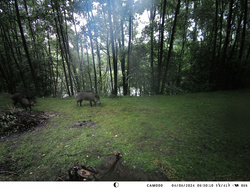 Fotopułapka z podglądem na żywo 4K 4G LTE Aplikacja HC-950Pro AKU 