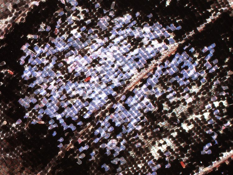 Mikroskop stereoskopowy Delta Optical Discovery 50