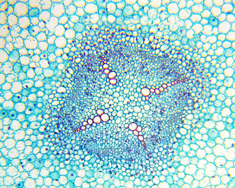 Mikroskop Delta Optical BioLight 100 ZESTAW STARTOWY 