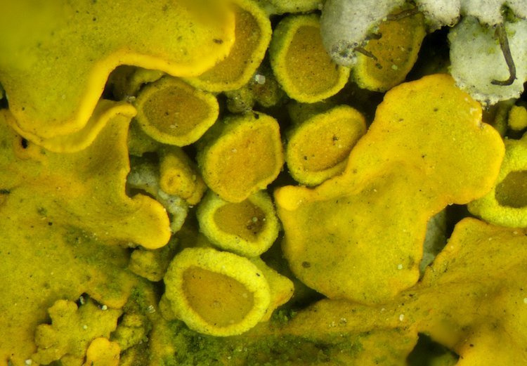 Mikroskop stereoskopowy Delta Optical Discovery 50