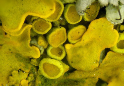 Mikroskop stereoskopowy Delta Optical Discovery 50