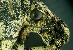 Mikroskop stereoskopowy Delta Optical Discovery 50