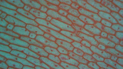 Mikroskop cyfrowy LCD 12Mpix 2000x 7" Inskam 315