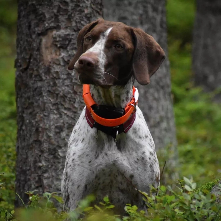 Lokalizator DOGTRACE DOG GPS X25