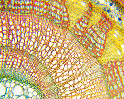 Mikroskop Delta Optical BioLight 100 ZESTAW STARTOWY 