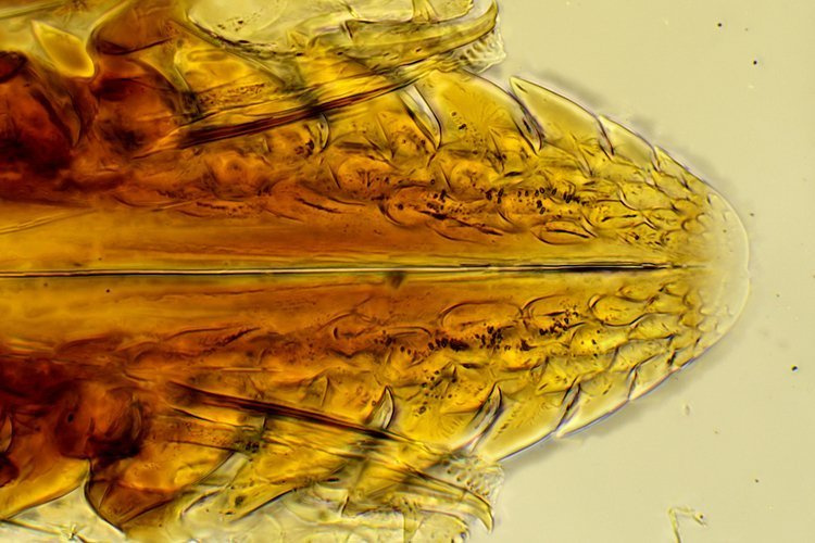 Mikroskop Nexcope NE620