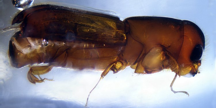 Mikroskop stereoskopowy Delta Optical Discovery 50