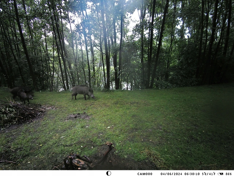 Aplikacja mobilna TOPHUNT - interfejs podglądu na żywo