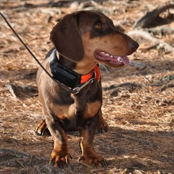 Lokalizator DOGTRACE DOG GPS X25