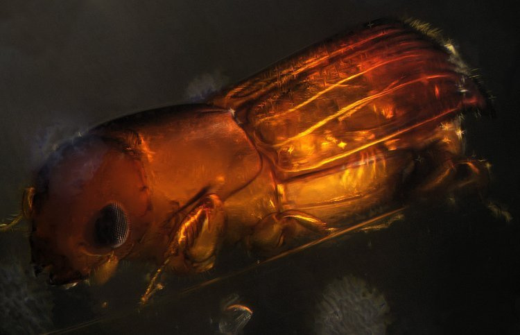 Mikroskop stereoskopowy Delta Optical Discovery 50